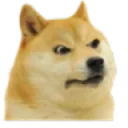 nxt_dogebaaz_angry nxt_dogebaaz_angry
