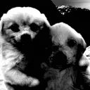 2dawgs