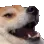 Dogekek