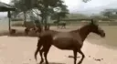 gayhorse gayhorse