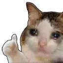 cat_ok
