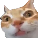 catathome catathome