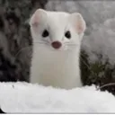 cat_idontknowwhattonameit
