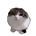 wawacat Discord Emoji
