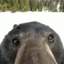 thebear