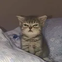 Catsleepy catsleepy Discord Emoji