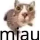 MIAU