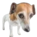perrouwu