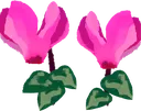 cyclamen