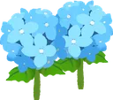 hydrangea hydrangea