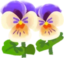 pansy