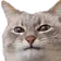 catglare