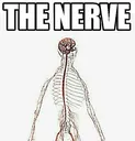 thenerve