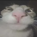 catstare