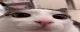 Plink