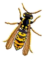 Wasp Wasp