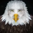 eagle eagle
