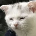CatAwakeAtWhatCost_ParadoxPaws CatAwakeAtWhatCost_ParadoxPaws