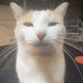 CatThatWasntSilly_ParadoxPaws Discord emoji