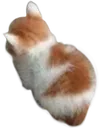 angy