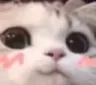 smileblushcatuwu Discord Emoji