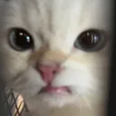 ew_cat ew_cat