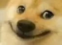happyDoge happyDoge