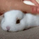 PETTHEBUNNY