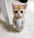 Please Please