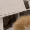 Idiot