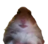 Hamster