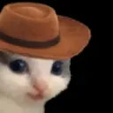 meowdy
