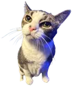 <:mousewhat:1124158647954583663>