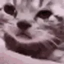 cry