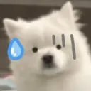 ummdog