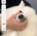 mutedog