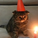 cattoalone