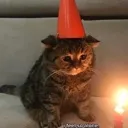 :cattoalone: