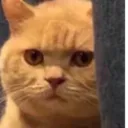 moodycatOwO