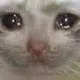 cat_cry_sad_sob