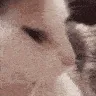 bop