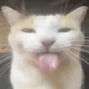 sillycate