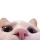 CatLurk CatLurk