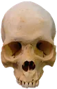 skull