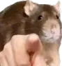 ratpoint
