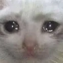 Crycat crycat Discord Emoji