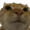 v_catshake