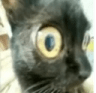 catzoom Discord emoji