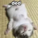 ded_cat ded_cat