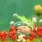 _olimar_ascend _olimar_ascend
